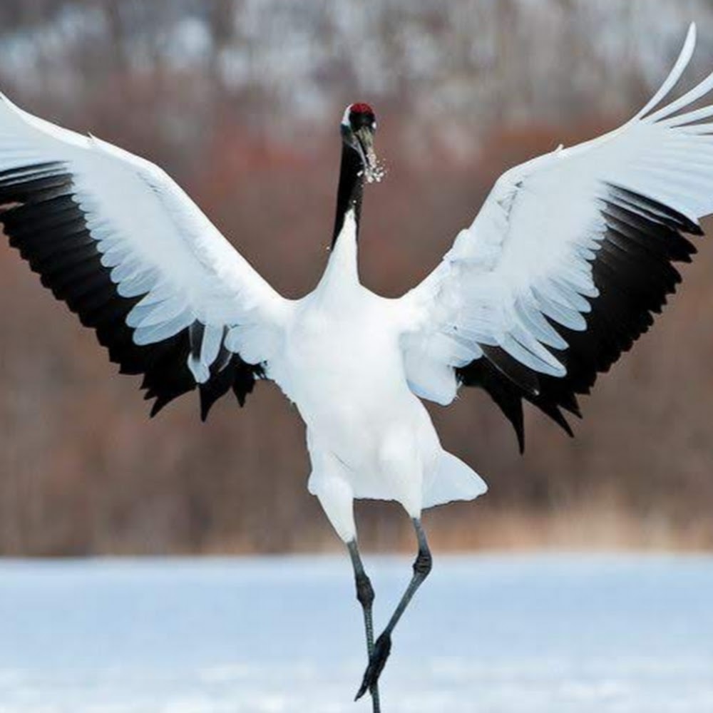 Meet your Posher, Billy